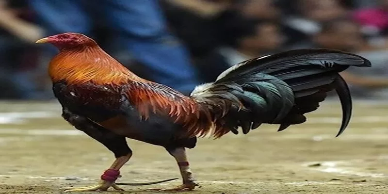 Giống gà Peru & kỹ thuật chăm sóc chiến kê đá giỏi 4 danh gia kha nang thi dau cua ga choi peru jpg