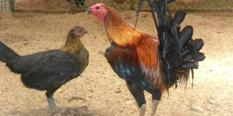 Giống gà Peru & kỹ thuật chăm sóc chiến kê đá giỏi 6 top 4 giong ga chuan peru duoc ua chuong jpg